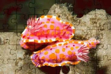 nudibranchi