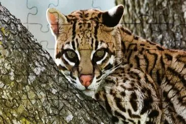 ocelot