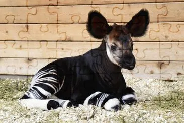 okapi