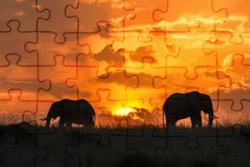 safari jigsaw puzzle