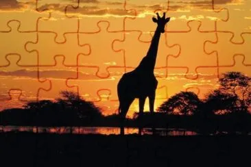 safari jigsaw puzzle