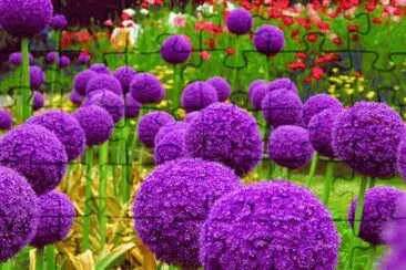 Puffy Purple Alliums