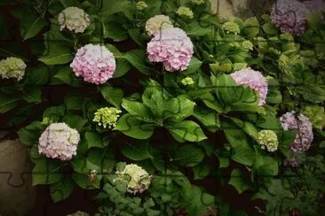 hortensias jigsaw puzzle