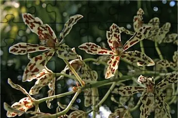 orquÃ­deas