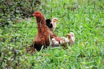 Galinha e seus pintinhos na relva