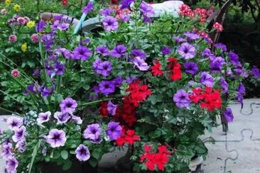 Gorgeous Petunias and Geraniums