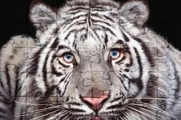 amazing tiger