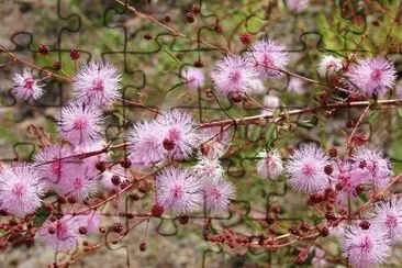 plumerillo rosado