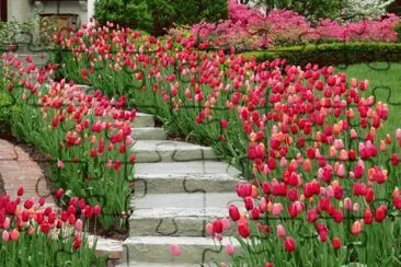 Winding Entry Stairs with Tulip Boarders