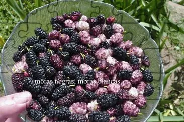 Moras