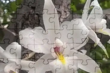 ORQUIDEA jigsaw puzzle