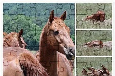 Horse Collage