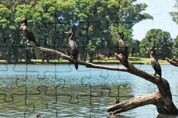 neotropic cormorant