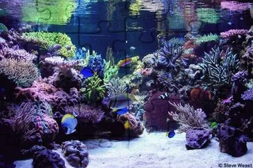 Salt Water Aquarium jigsaw puzzle