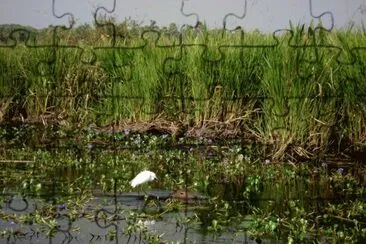 פאזל של En los Esteros del IberÃ¡. Corrientes. Argentina