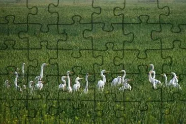 פאזל של Garzas en Leales. TucumÃ¡n. Argentina