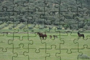 Cavalli al pascolo - Marina D 'Alberese jigsaw puzzle