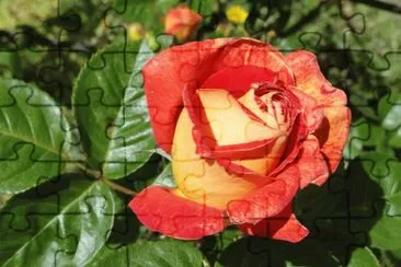 Rosa jigsaw puzzle