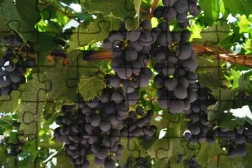 uvas malbec mendocinas