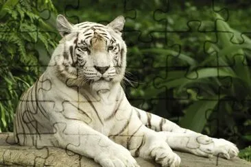 white tiger