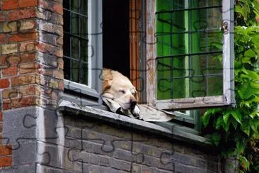 Dog In A Window