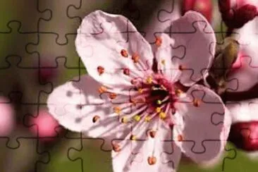 flores jigsaw puzzle