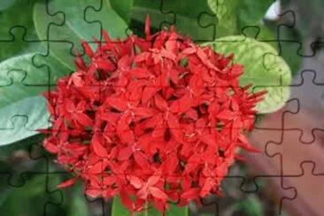 flores jigsaw puzzle