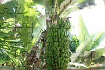 Cacho de Banana Nanica jigsaw puzzle