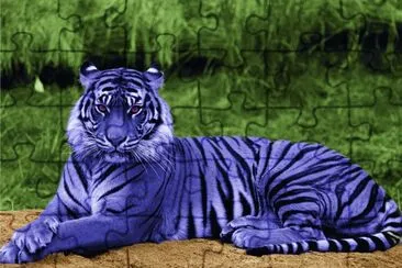 Purple Tiger in Amazon Rain Forest