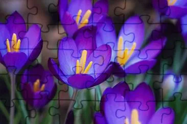 Gorgeous Purple Crocuses jigsaw puzzle