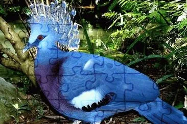 Blue Crown Feathered Bird-Amazon Rain Forest jigsaw puzzle