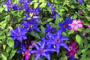 Beautiful Purple Clematis Garden jigsaw puzzle