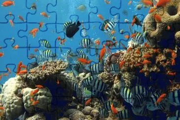 fundo do mar jigsaw puzzle