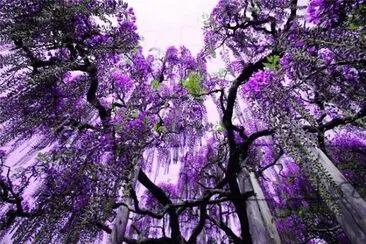 Breathtaking Waterfall of Purple Trees jigsaw puzzle