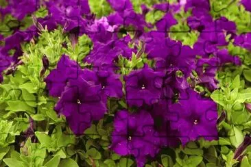 Purple Petunias Swaying in the Breeze