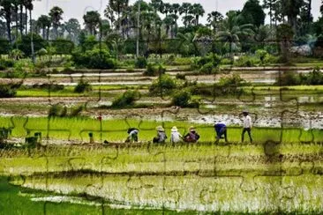 Rice farmers, Cambodia