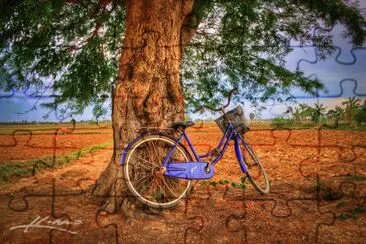 Bicycle under tree at farm, Battambang, Cambodia