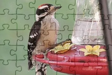 Downy Woodpecker