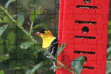 Goldfinch