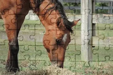 Horse jigsaw puzzle