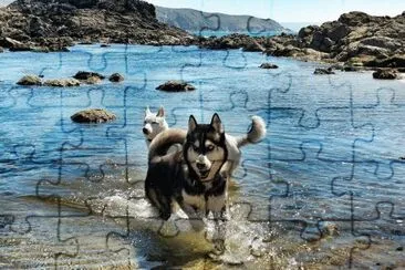 Cachorros na Praia