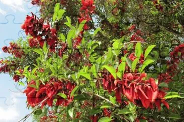 ceibo, flor nacional argentina