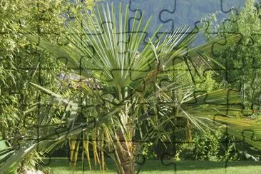 Palmtree in the garden