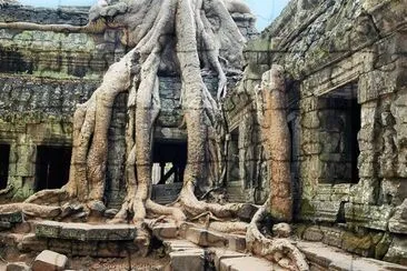 The Temple,Ta Prohm, Siem Reap, Cambodia