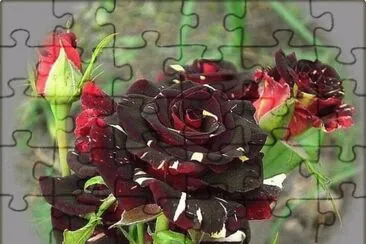 rosas8 jigsaw puzzle