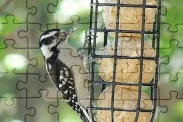 Downy Woodpecker