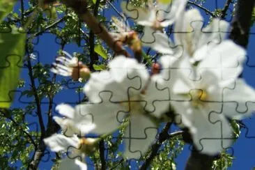 cerisier en fleurs