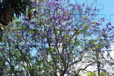 Jacaranda