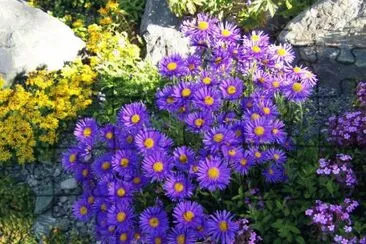 Rock Garden with Aster Alpine Flowers-Alaska