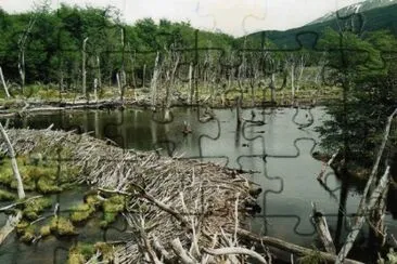 Castorera en Tierra del Fuego. Argentina